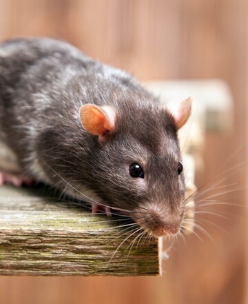 Pour vous débarasser des souris dans votre habitation, faites appel à mes services de dératisation souris !