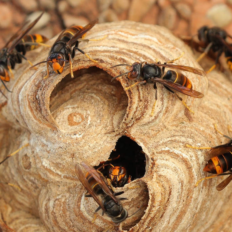 Frelons au nid : gros plan sur l'entrée et les gardiens Frelons à tête orange entourant leur nid fibreux; plusieurs insectes gardent les entrées du dôme construit en pulpe de bois.