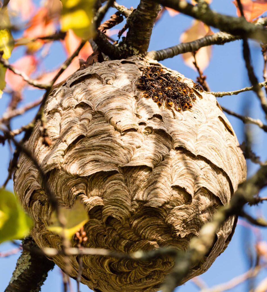 Nid de frelons impressionnant suspendu dans un arbre Gros nid sphérique de frelons dans un arbre feuillu contre un ciel bleu. Des frelons noirs et oranges entrent dans le nid.