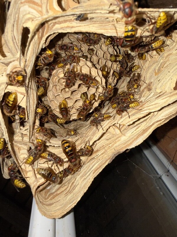 Traiter les frelons avant l’hiver : un geste essentiel pour limiter leur prolifération en 2026