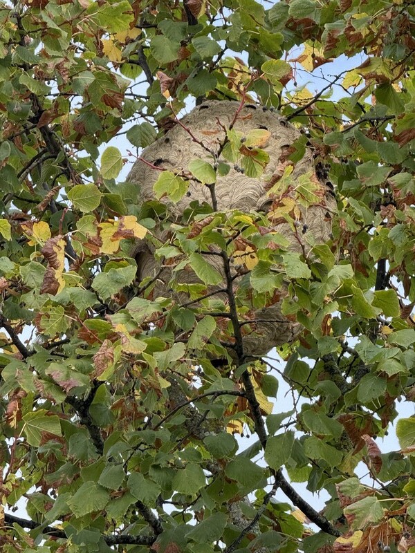 Traiter les frelons avant l’hiver : un geste essentiel pour limiter leur prolifération en 2026