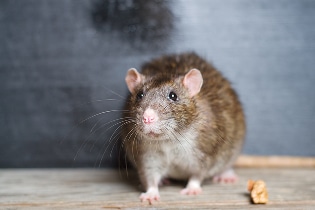 Portrait d'un rongeur (rat brun) alerte, debout sur du bois. Il regarde l'objectif; une noix est à côté de ses pattes.