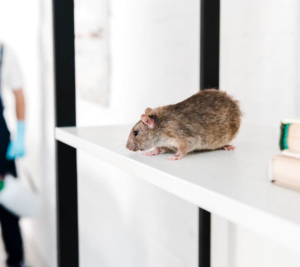 Rat nuisible sur étagère : urgence dératisation Rat brun sur une étagère blanche d'intérieur près de livres. Un dératiseur en uniforme et gants bleus est visible en arrière-plan.