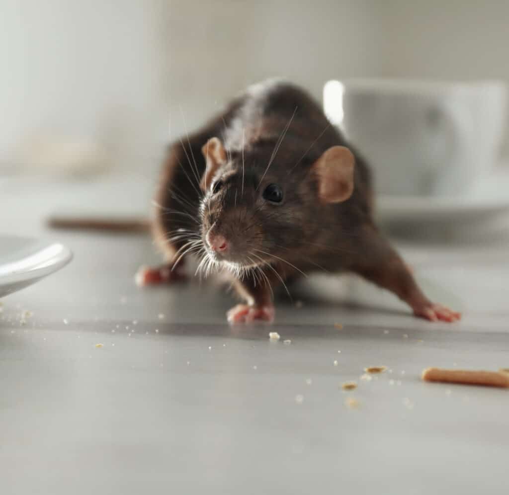 Rat de cuisine : Nuisible furtif à la recherche de nourriture. Gros plan d'un rat brun aux grandes moustaches, furtif sur un comptoir de cuisine, cherchant des miettes de nourriture.